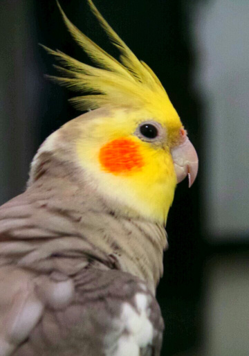 a lonesome bird
