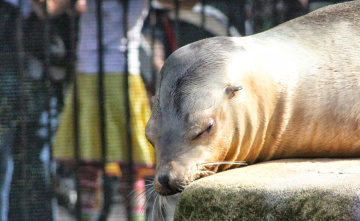 Taking a nap
