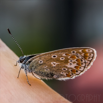 Parmağımın Ucundaki Güzellik