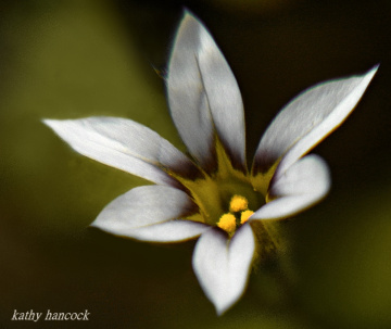Wild Flower