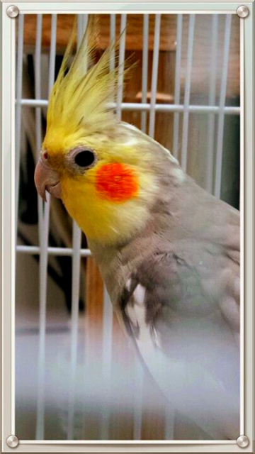 captive