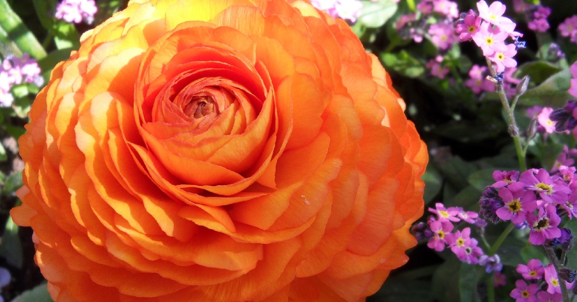 Love orange