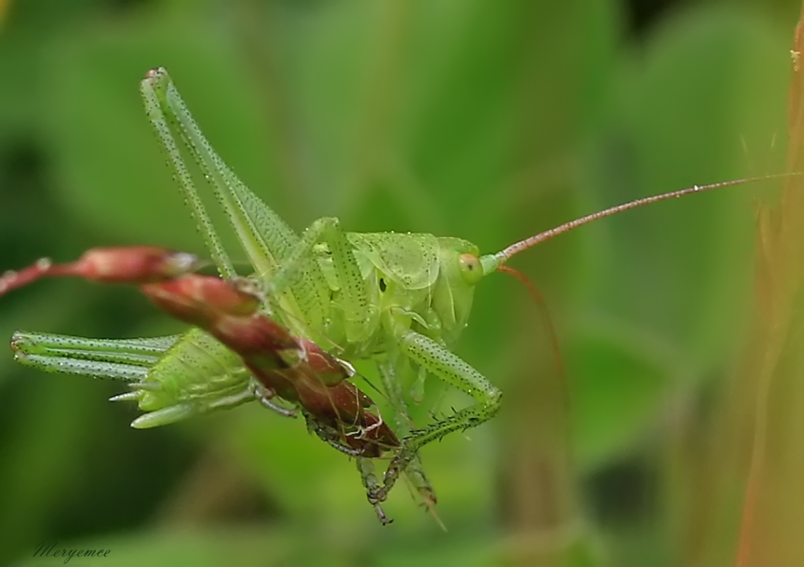 Grasshopper