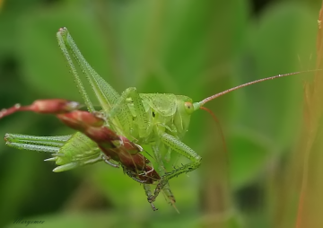 Grasshopper