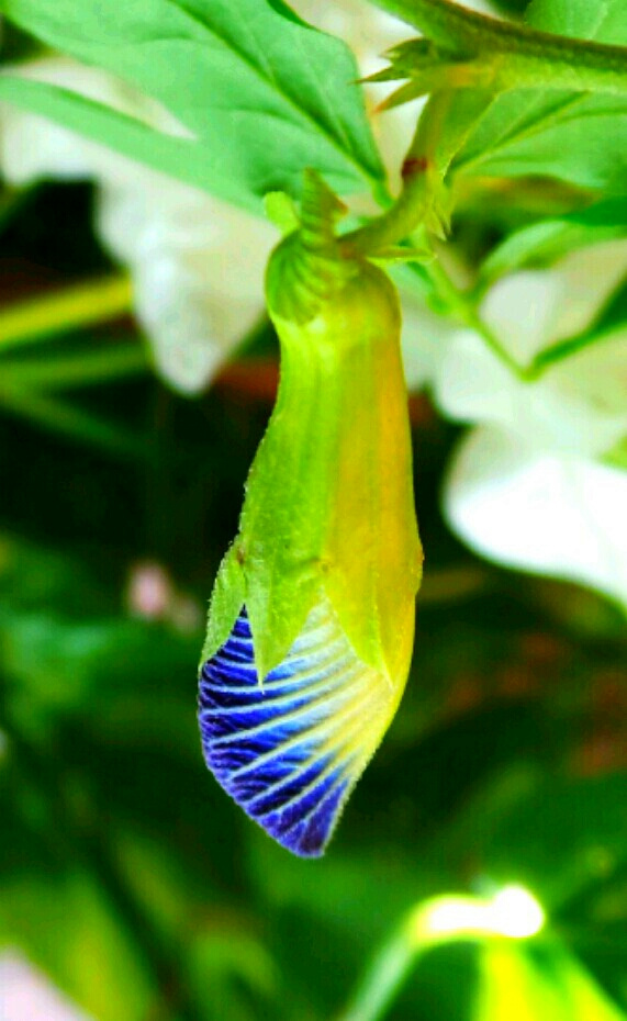 blue hanging bud