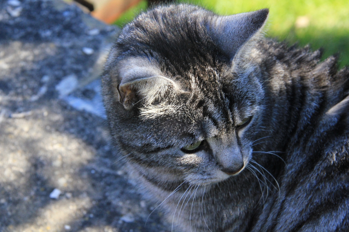 Beloved Mitzi