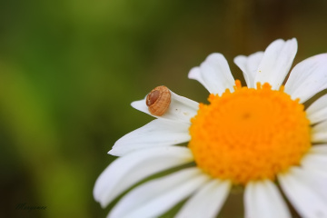 Papatya sevdası ....