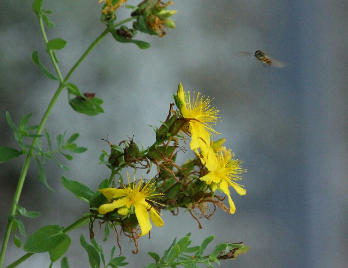 Flower Pit Stop
