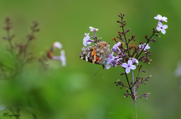 Butterfly