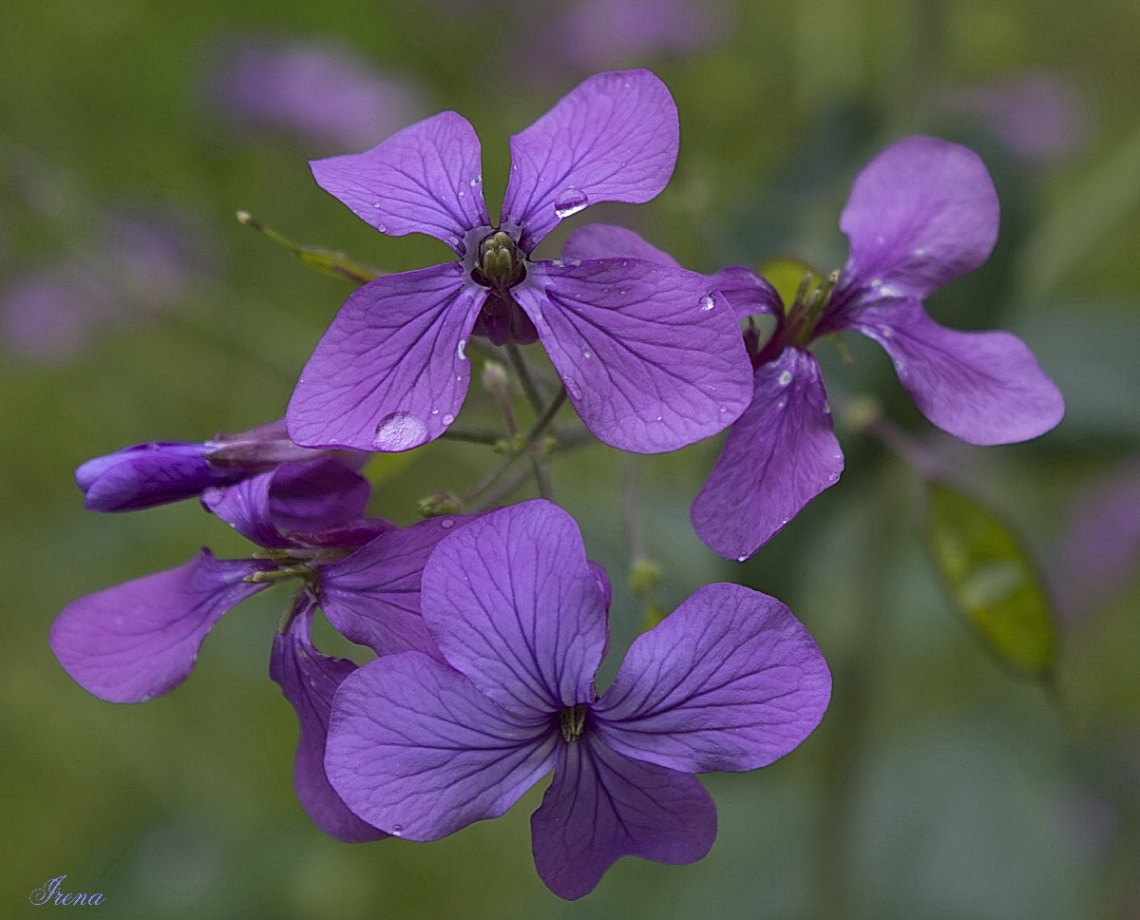 pure purple