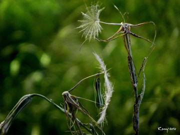  İT'S STİLL BEAUTİFUL...