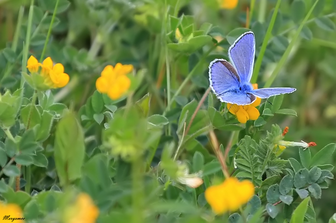 Butterfly