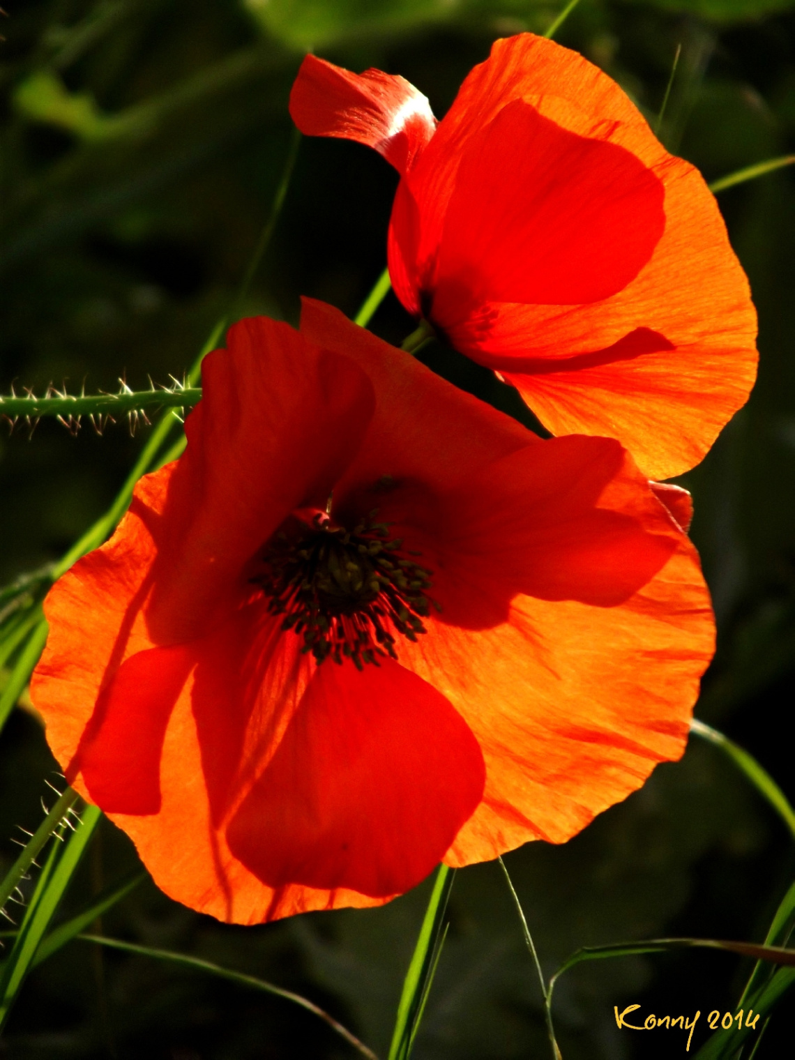 orange love