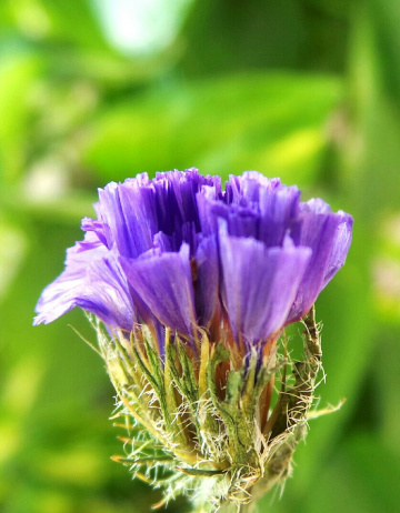 gift of nature