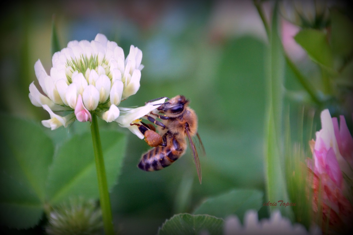 ÇALIŞKAN...........!