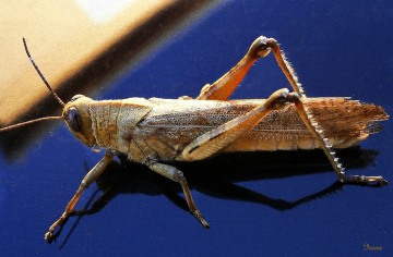 grasshopper on glass