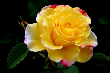 GÜLÜN MEVSİMİ........