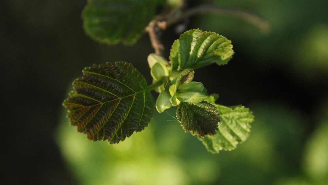 Green Is Hope