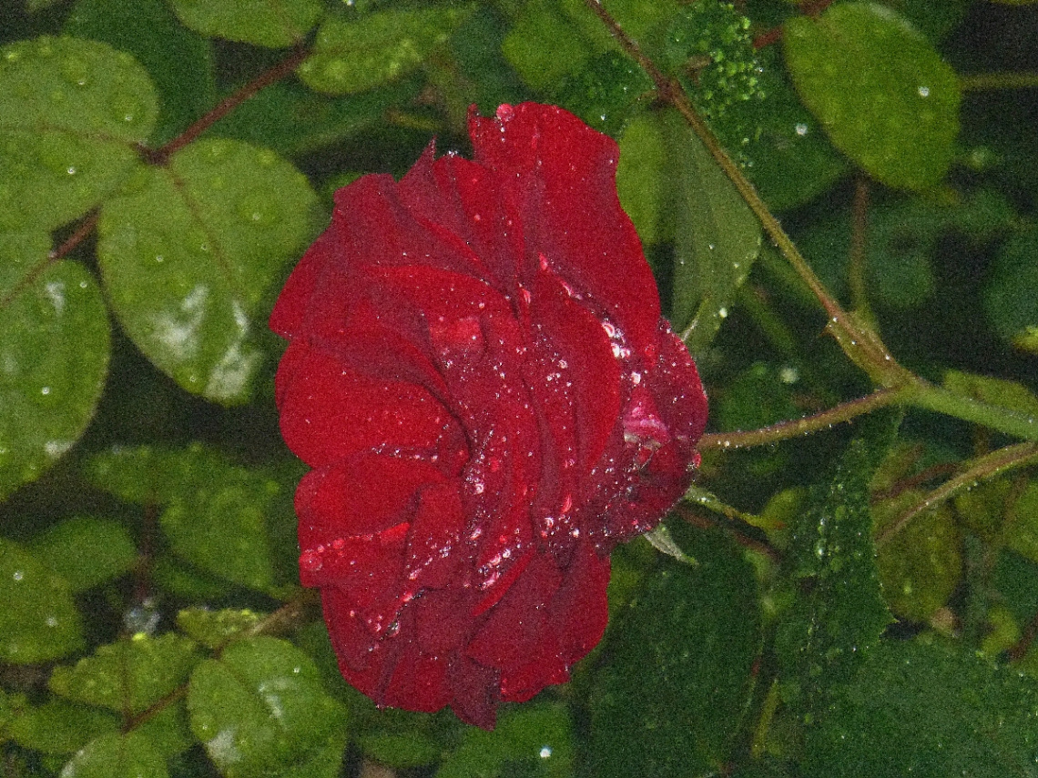 Rot