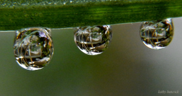 Dew Drops Refracting