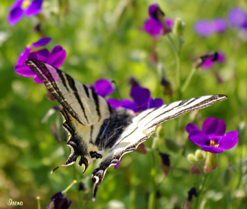 swallowtail