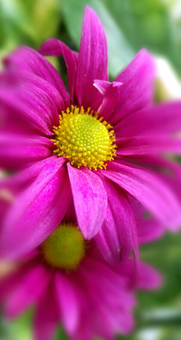 pink blossom