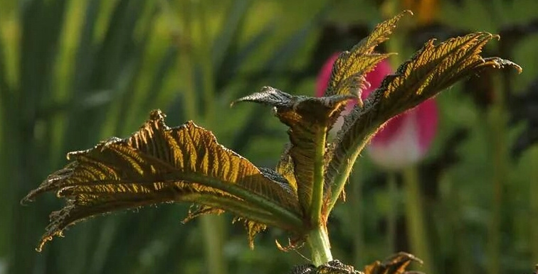 A Dragon Appears... 