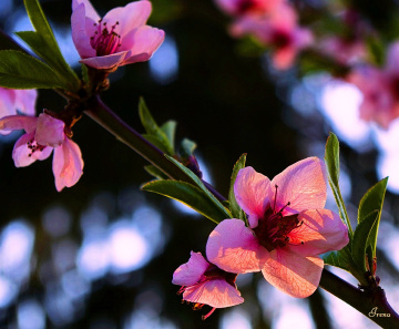 peach blossom
