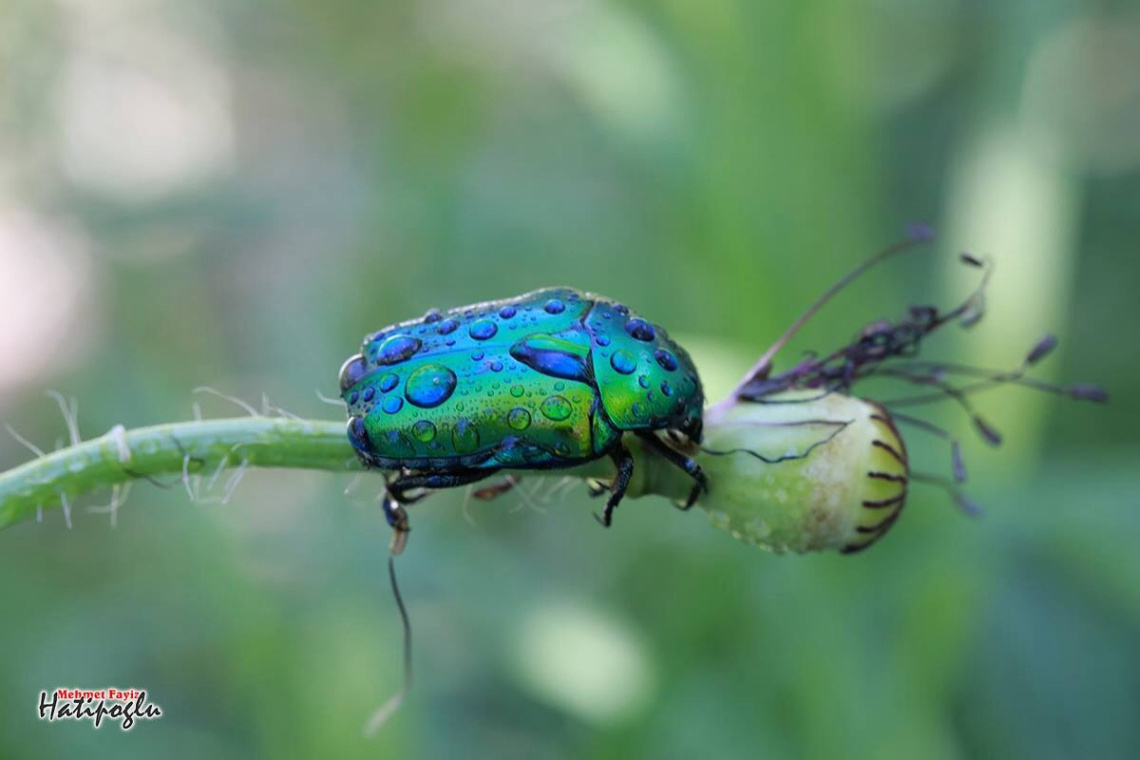 chrysolina graminis