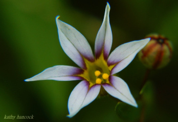 Wildflower with Bud