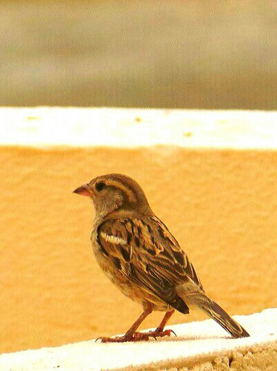 a lonesome bird 2