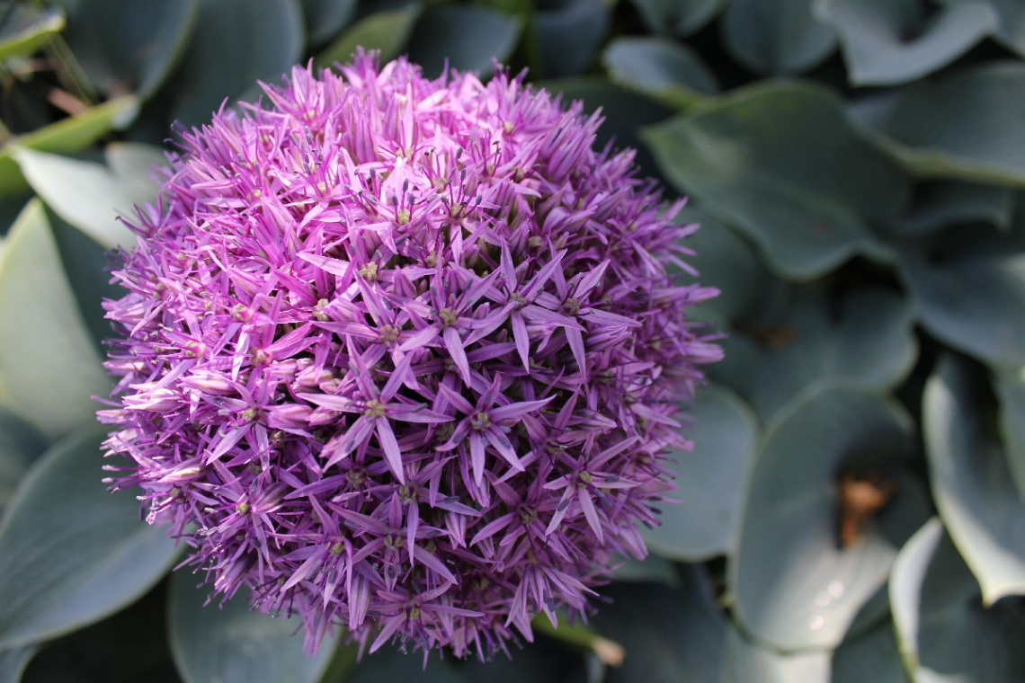 Sunshine Purple