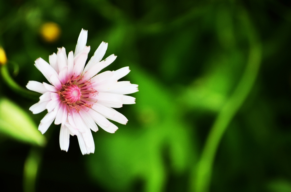 Flowers :)