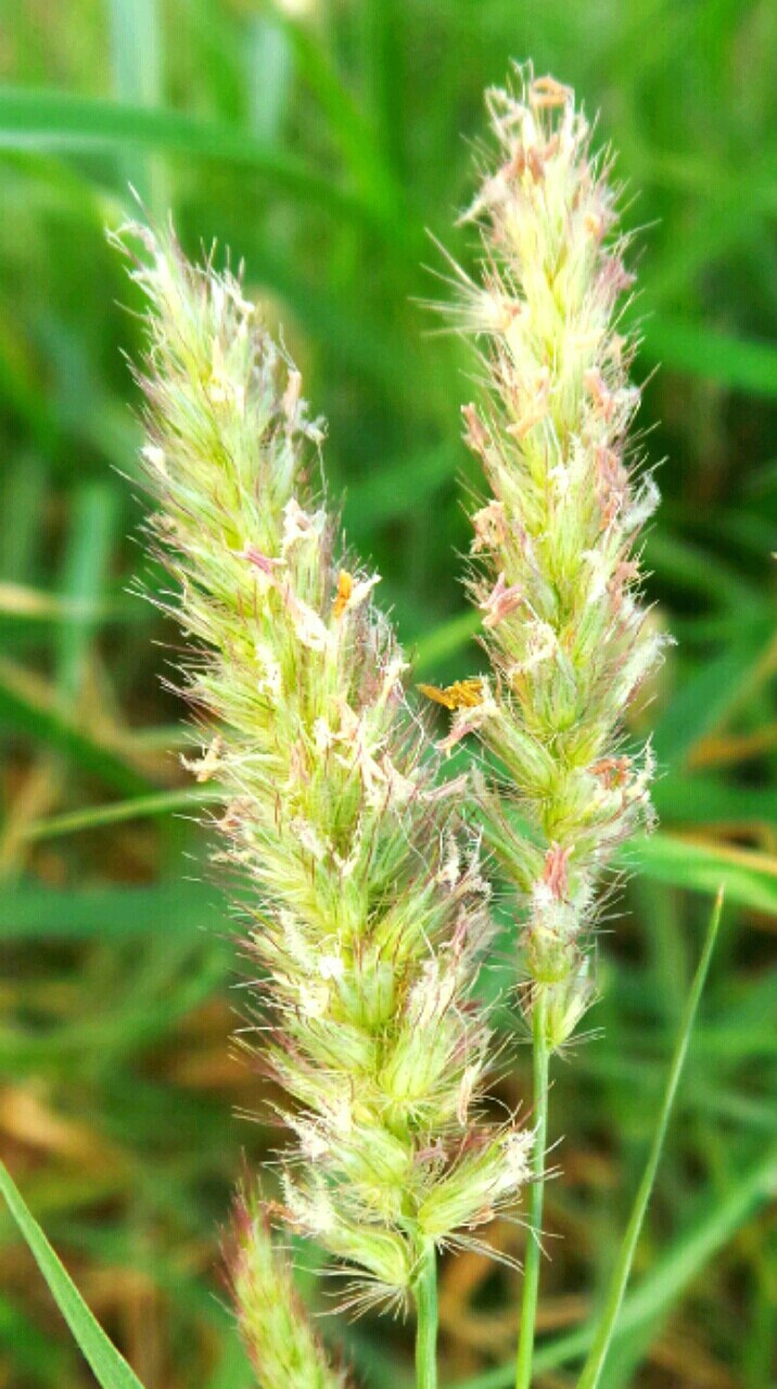 Green green grass of my home