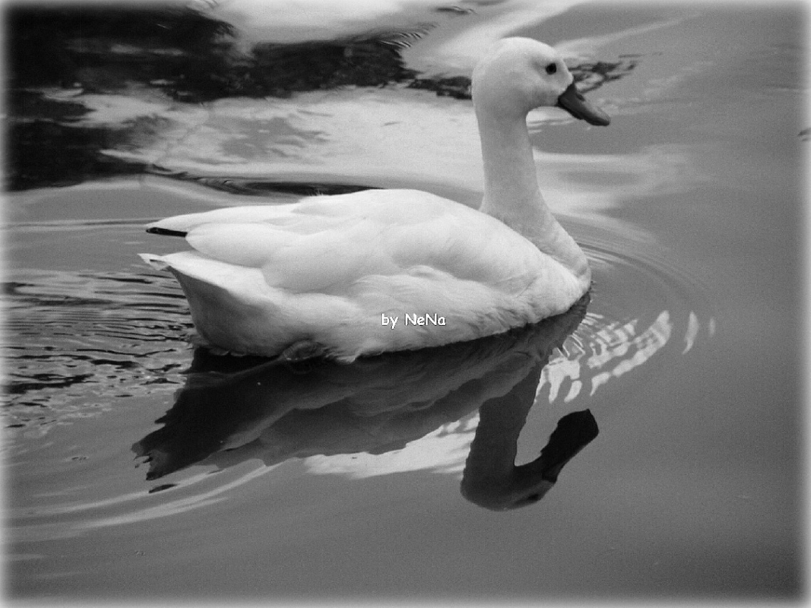 Reflection