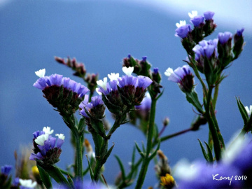 PURPLEEEEEE......