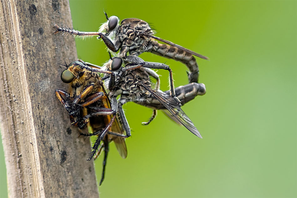 robber fly