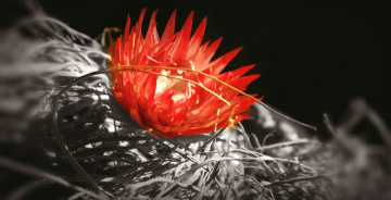 red flower on dried grass