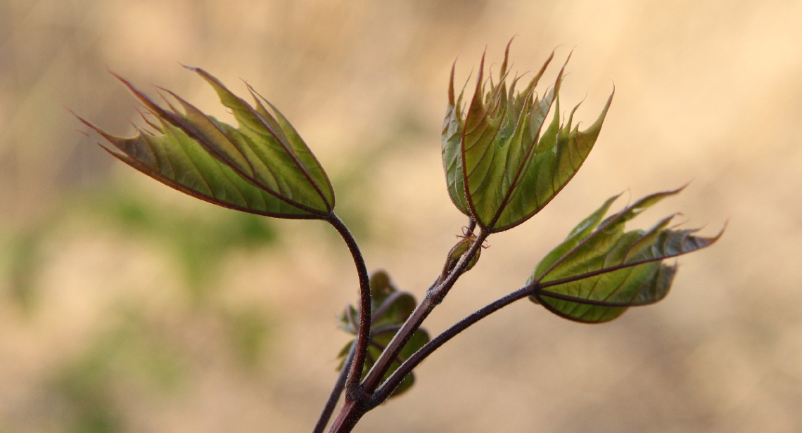 Three Swaying Green