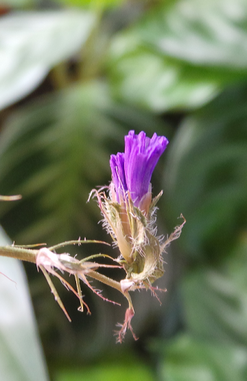 Blooming Buds II
