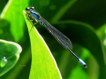 Dragonfly Blue