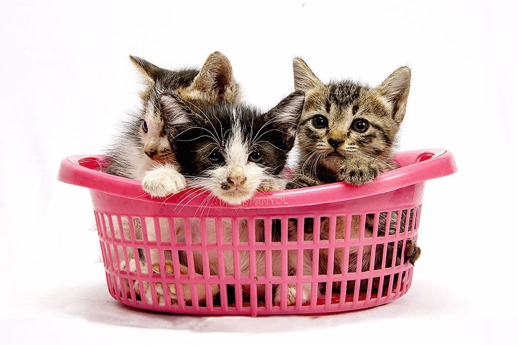 ANAK KUCING