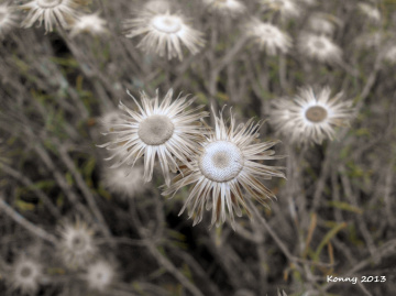 summer has arrived ..... the flowers dried 