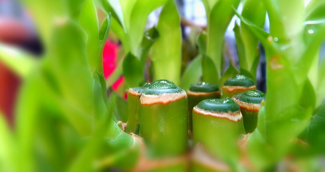 some drops of rain 