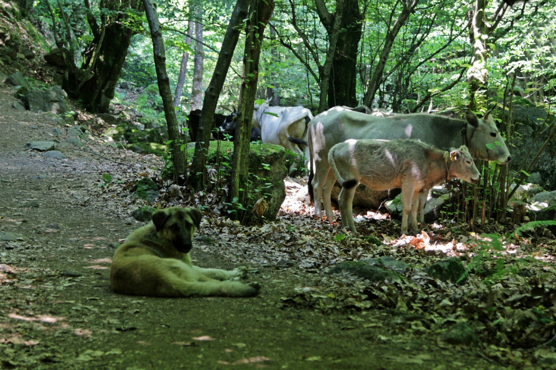 inekleri güden çoban köpeyi
