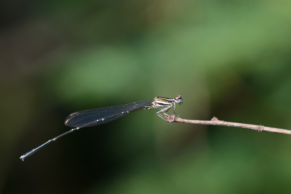 dragon fly
