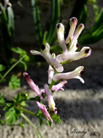 tiny flower