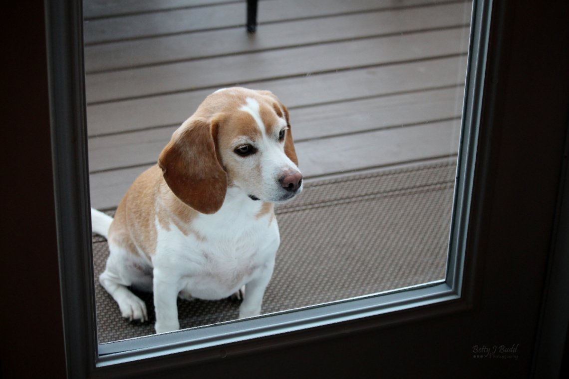 Let me in!