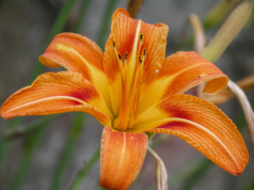 lilium