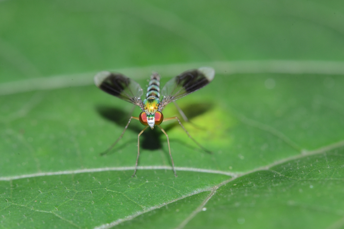 red eyes